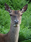 tete biche