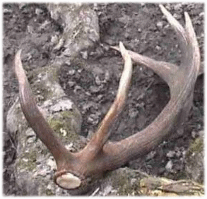 Bois venant de tomber(Source : http://www.lescerfs.com)