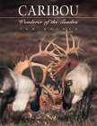 Caribou: Wanderer of the Tundra