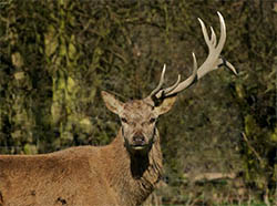 cerf sans bois source:http://britishwildlifecentre.blogspot.fr/2012/03/what-do-you-call-deer-with-one-antler.html