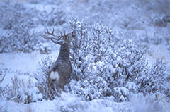 hiver