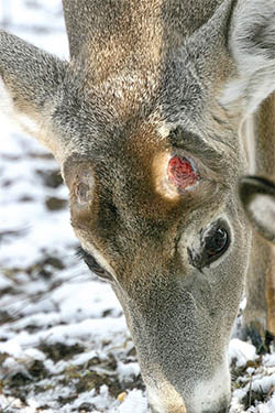 Cicatrice sur tete de cerf (Source : http://www.outdoorweekend.net/Articles-In-This-Issue-i-2013-05-01-215585.112113-Deer-Antler-Regeneration.html#123)