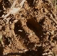 footprint