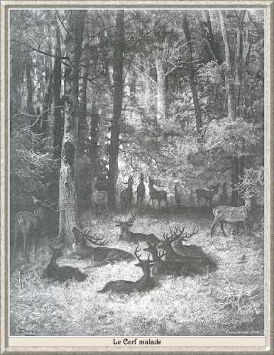 The seek deer