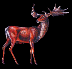 Megaloceros