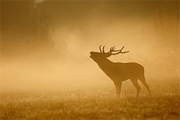 cerf dans la brume