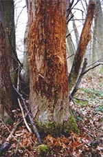 traces laissées par un cerf en se frottant