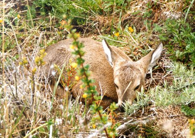 Young fawn