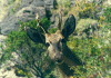 Curieux
