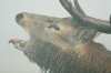 Le brame du cerf