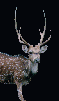 Chital, cerf Axis, cerf mouchet