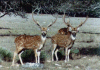 Deux males