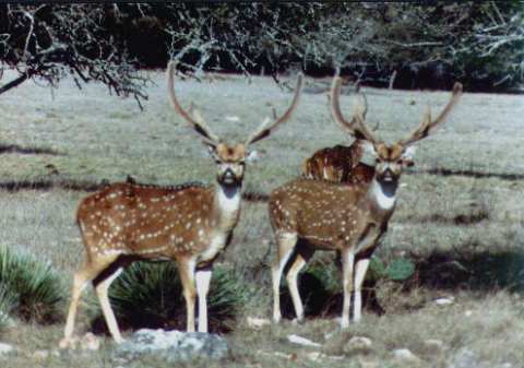 Deux males