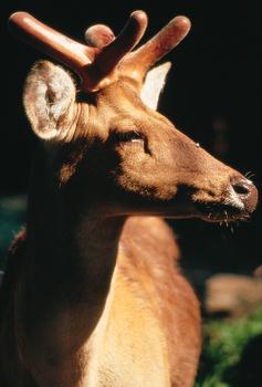 Profil : velour
