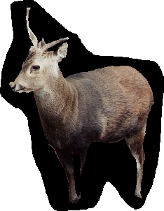 Cerf de Kuhl ou de Bawean