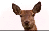 Biche attentive