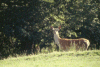 Biche aux aguets