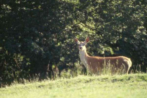 Biche aux aguets