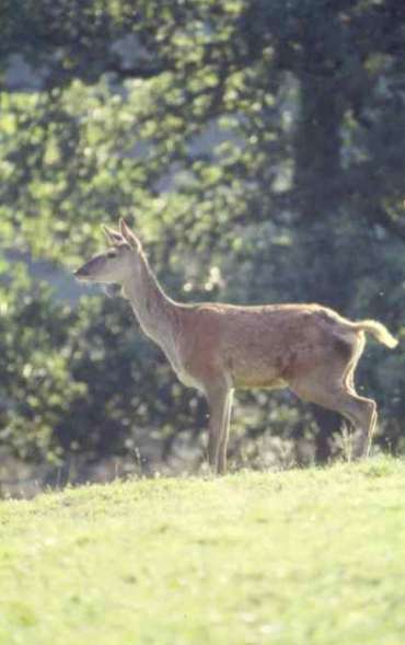 Profil de biche