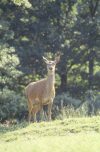 Biche aux aguets