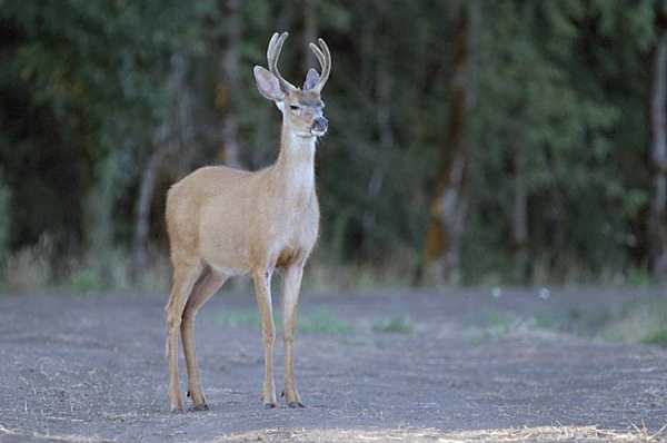 Jeune male