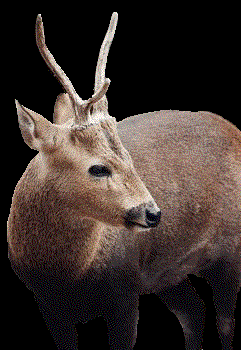 Cerf calamian