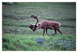 A lonely Caribou
