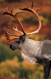 Caribou solitaire
