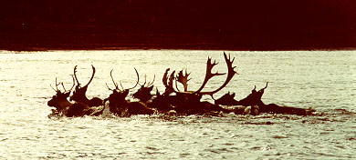 Swimming herd