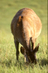 Biche broutant