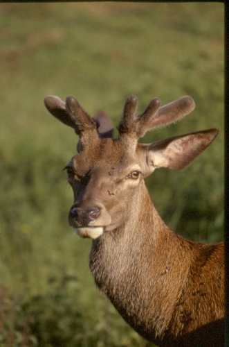Cerf en velour