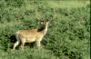 Cerf en velour