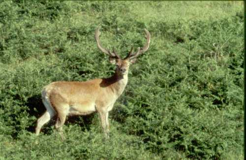 Cerf en velour