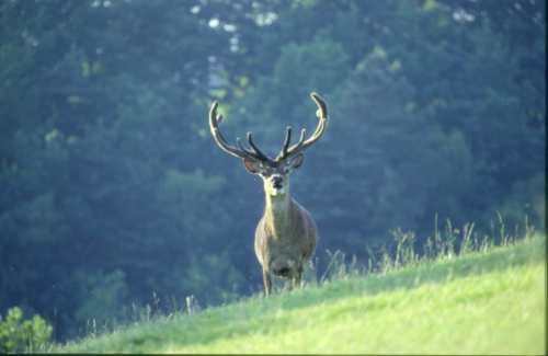 Cerf aux aguets