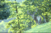 Cerf aux aguets