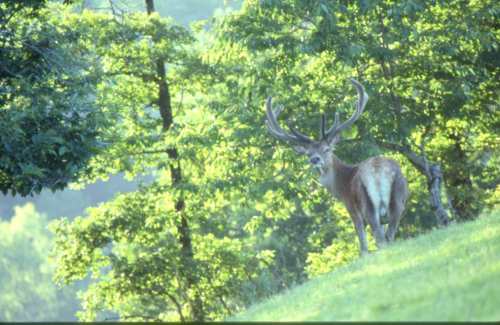Cerf aux aguets