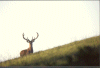 Cerf aux aguets