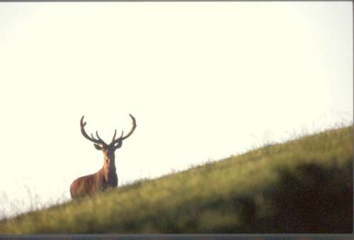 Cerf aux aguets