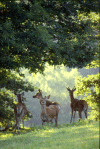 Harde en sous-bois