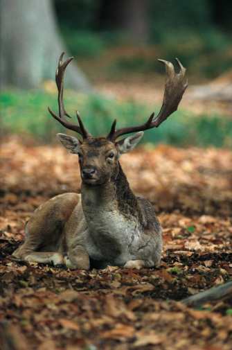 Daim en robe d'hiver