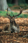 Daim en robe d'hiver