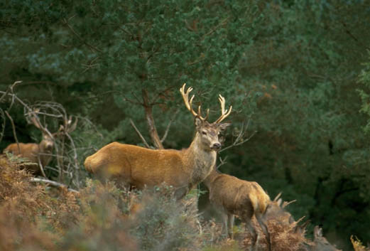 Cerf avec sa harde