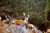 Cerf avec sa harde