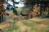 Cerf bondissant