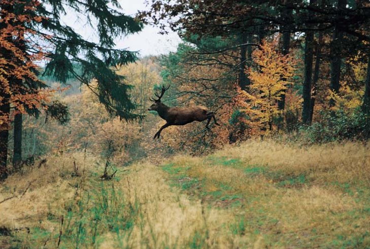 Cerf bondissant