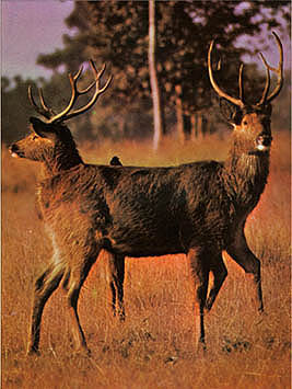 Deux male