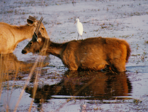 The deer and the bird