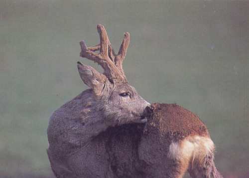Roe Deer