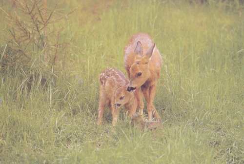 Doe and its fawn