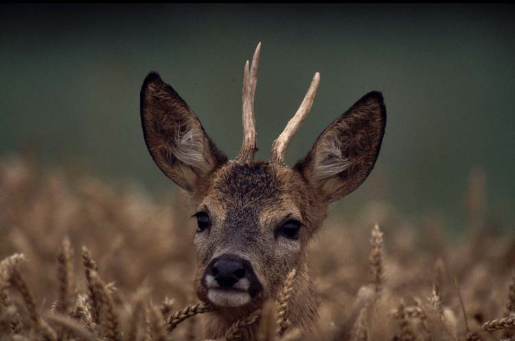 Beautiful head